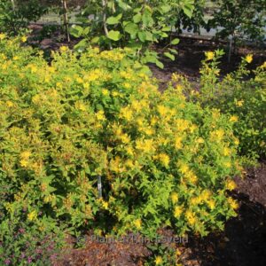 Hypericum monogynum