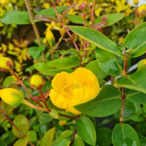 Hypericum oxyphyllum