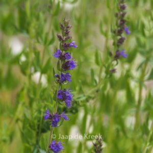 Hyssopus officinalis
