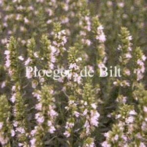 Hyssopus officinalis 'Albus'