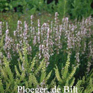 Hyssopus officinalis 'Roseus'