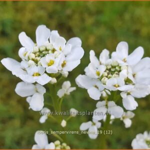 Iberis sempervirens 'Nevina'