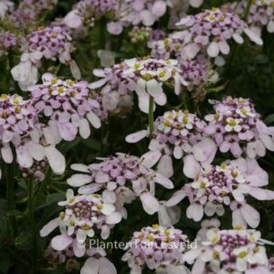 Iberis sempervirens 'Pink Ice'