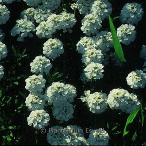 Iberis sempervirens 'Snowflake'