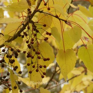 Idesia polycarpa vestita