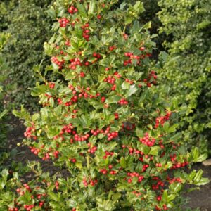 Ilex 'Chinese Girl'