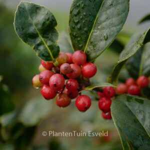 Ilex 'Clusterberry'