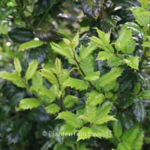Ilex 'Mary Nell'