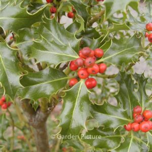 Ilex aquifolium 'Alaska'
