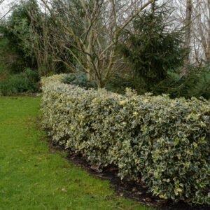 Ilex aquifolium 'Argentea Marginata'