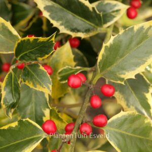 Ilex aquifolium 'Aurifodina'