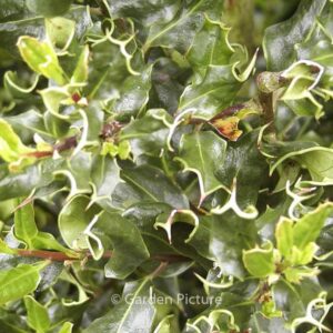 Ilex aquifolium 'Crispa'