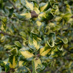 Ilex aquifolium 'Crispa Aureopicta'