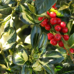 Ilex aquifolium 'Gold Flash'