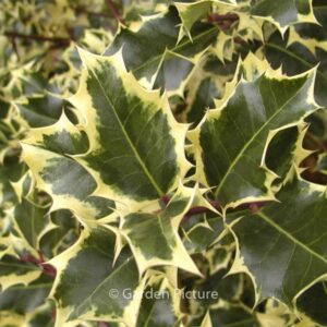 Ilex aquifolium 'Mme Briot'