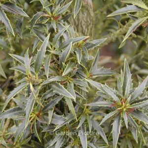 Ilex aquifolium 'Myrtifolia'