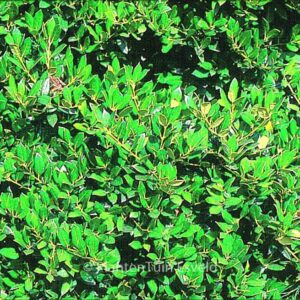 Ilex aquifolium 'Needlepoint'
