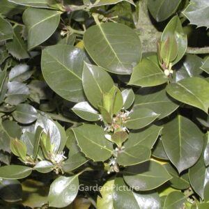 Ilex aquifolium 'Nigricans'