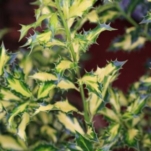 Ilex aquifolium 'Northern Lights'