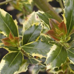 Ilex aquifolium 'Pyramidalis Aureomarginata'