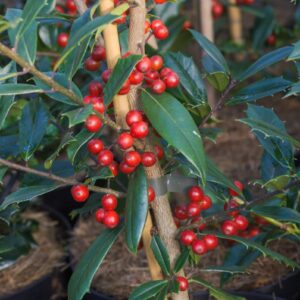 Ilex attenuata 'Foster's No. 2'