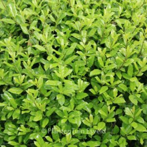 Ilex cornuta 'Anicet Delcambre'