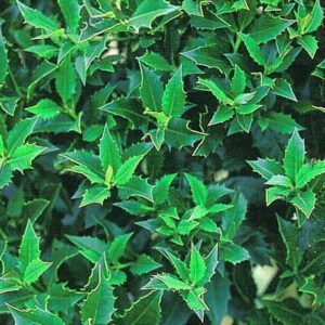 Ilex cornuta 'Red Robe'