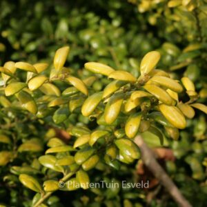 Ilex crenata 'Convexed Gold'