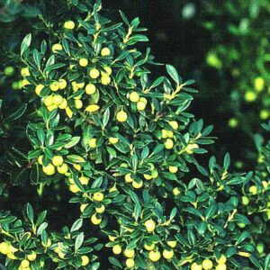 Ilex crenata 'Fructu Luteo'