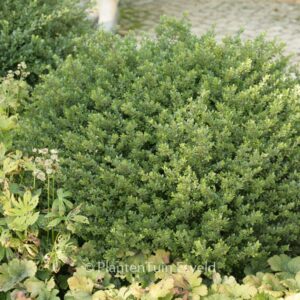 Ilex crenata 'Glory Gem'