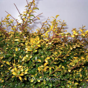 Ilex crenata 'Gold Tip'