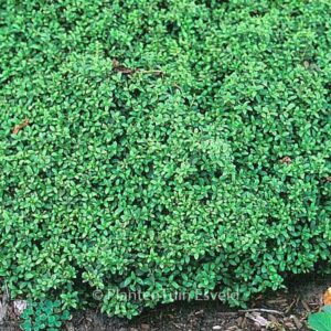 Ilex crenata 'Helleri'