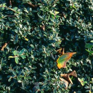 Ilex crenata 'Microphylla'