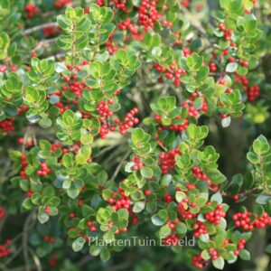 Ilex dimorphophylla
