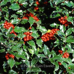 Ilex meserveae 'Blue Angel'