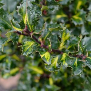 Ilex meserveae 'Blue Euro'