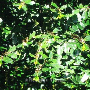 Ilex meserveae 'Blue Prince'