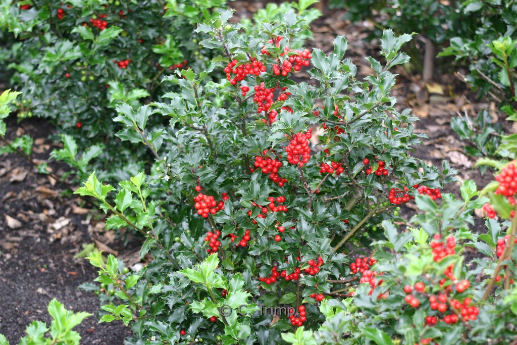 Ilex meserveae 'Blue Princess'
