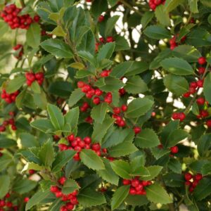 Ilex meserveae 'Hachfee' (HECKENFEE)