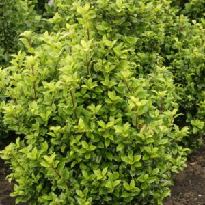 Ilex meserveae 'Heckenstar' (CASTLE WALL)