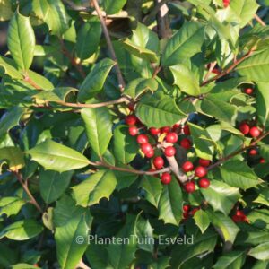 Ilex opaca 'Clarissa'