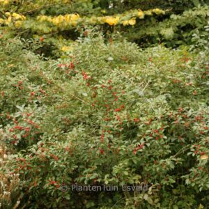Ilex vomitoria 'Dwarf'