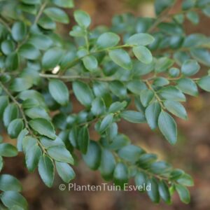 Ilex yunnanensis