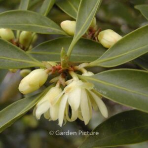 Illicium anisatum