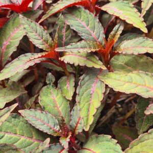 Impatiens omeiana 'Sango'