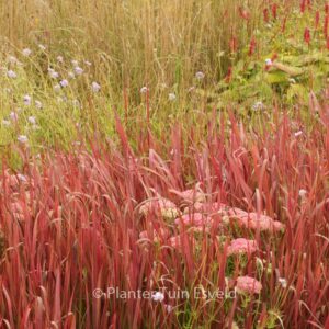 Imperata cylindrica 'Red Baron'