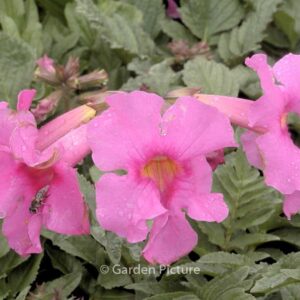 Incarvillea delavayi