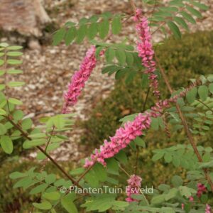 Indigofera amblyantha