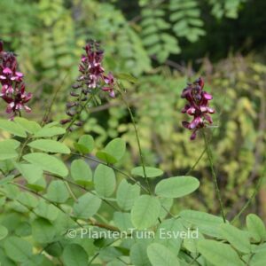 Indigofera hebepetala