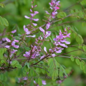 Indigofera himalayensis 'Silk Road'